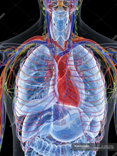 Heart anatomy in male thorax, computer illustration. — pulmonary, biology - Stock Photo | #308616080