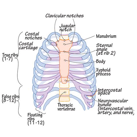 Thoracic Cage Diagram Labeled