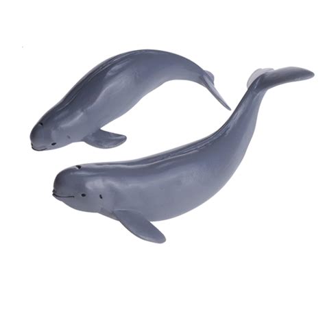 Yangtze Finless Porpoise Baby