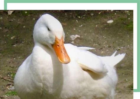 Image result for Tutorial Canard