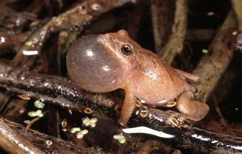 Image result for Spring Peeper Frog Habitat