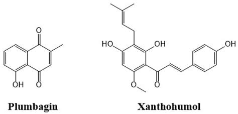 Synergistic Anticancer Activity of Plumbagin and Xanthohumol ...