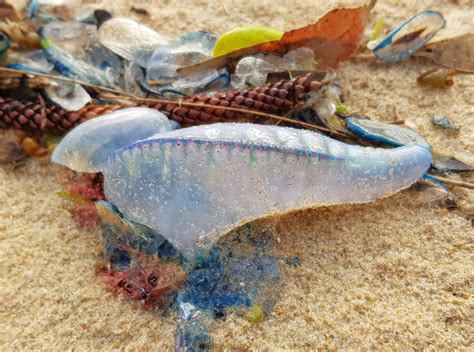 Blue Bottles – Ausemade