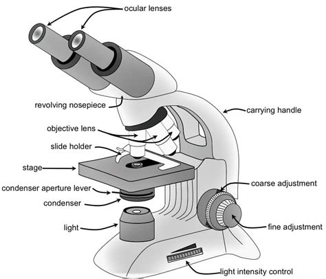 Image result for Compound Microscope Diagram Class 12