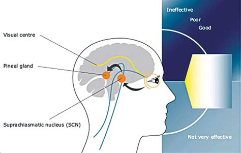 Human Centric Lighting: How Lighting Can Impact Health