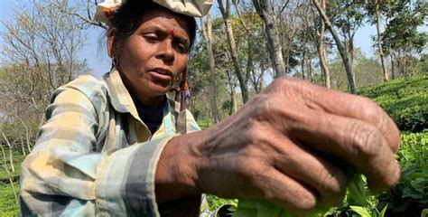 Study Says Plants 'Scream' When They're In Pain & This Should Stop Us ...