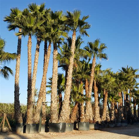 Washingtonia Multi trunk 500 to 800 cm | Washingtonia palm, Washingtonia robusta, Mexican fan palm