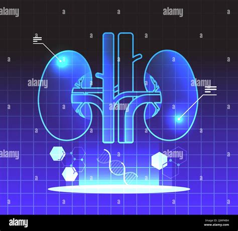 virtual anatomical kidneys structure human body internal organ anatomy medicine vr vision ...