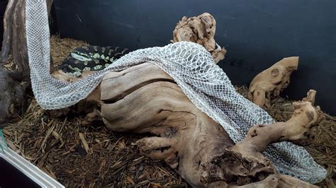 Adult Female Jungle Carpet Python 的图像结果