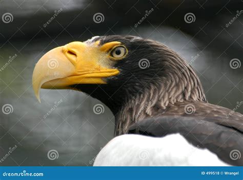 Steller s Sea-Eagle stock photo. Image of bill, befeather - 499518