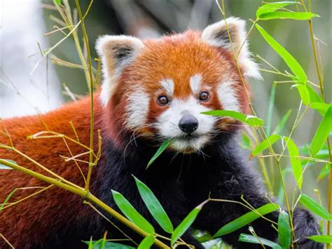 Great Indian Bustard - 6 endangered wildlife species to spot in India ...