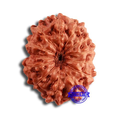 13 Mukhi Indonesian Rudraksha - Bead No 246 – Rudra and Sons