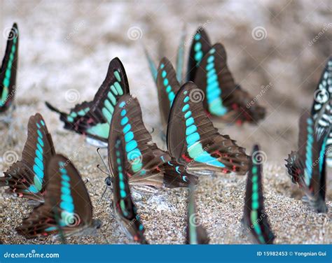 What Is A Large Group Of Butterflies Called at Fernando Ward blog