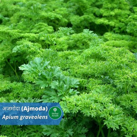 वृद्धिवाधिका वटी: जानिए कैसे इस औषधि के सेवन से शरीर के अंगो में होने ...