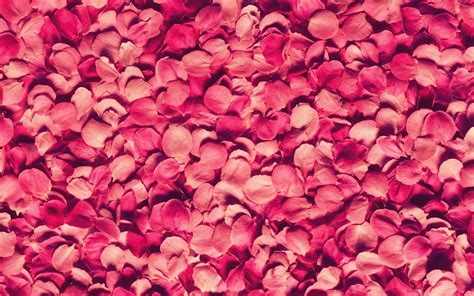 Pink Rose Petals - Wallpaper, High Definition, High Quality, Widescreen