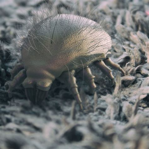 How to Get Rid of Dust Mites | The Family Handyman