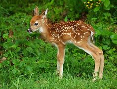 Image result for Whitetail Doe and Fawn Drawing