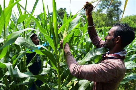 Food grain production drops in FY 2023-24 despite record wheat and rice ...