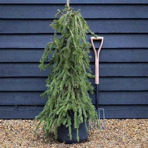 Abies procera Pendula - Gradinarul