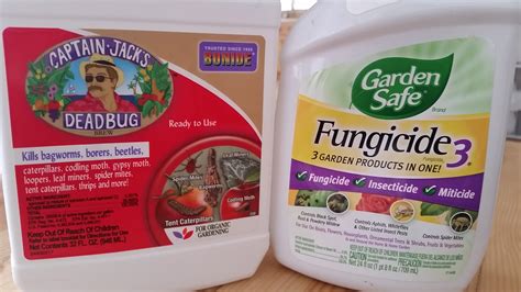 Get Rid of Fungus Gnats - Gardenisto