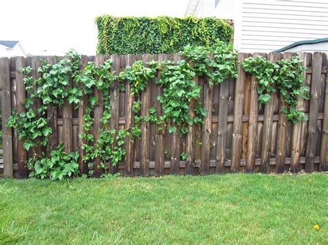 How to Grow Veggies on a Privacy Fence | My Urban Garden Oasis