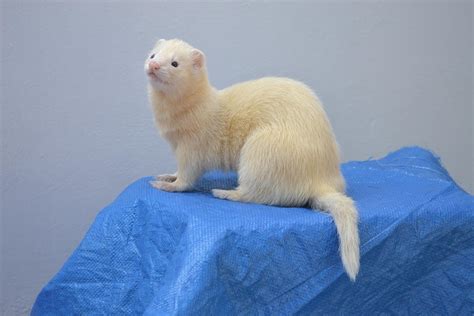 What Is Lifespan Of A Ferret? - My Happy Ferret