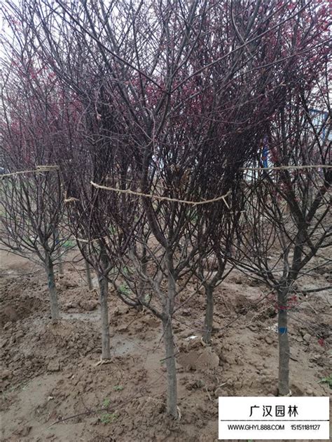 枫树种植方法，病虫害防治 - 农敢网