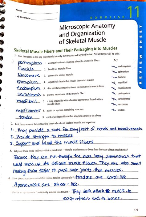 Lab 11 - Microscopic Anatomy & Organization of Skeletal Muscle - Studocu