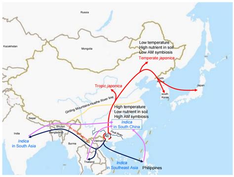 The Perspective of Arbuscular Mycorrhizal Symbiosis in Rice ...