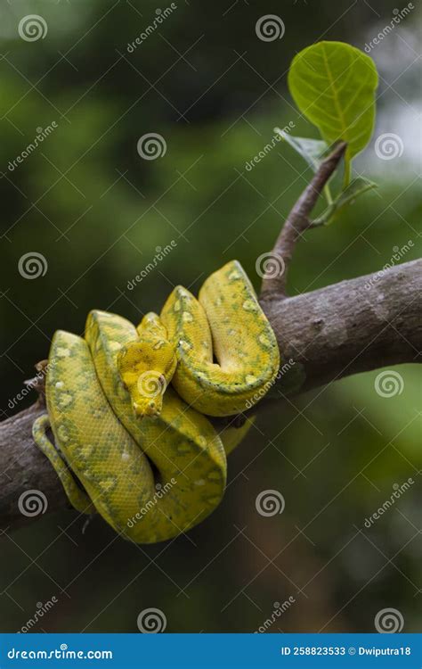 Image result for Gelbe Python