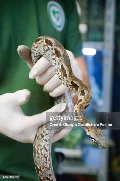 Image result for Python Snake Endoscopy