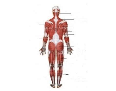 Muscle Anatomy Diagram Back Quiz