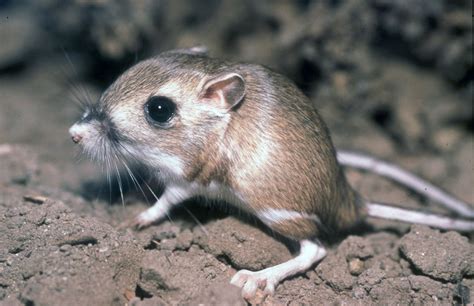 giant kangaroo rat - Google Search | high advetnrue | Pinterest | Kangaroos