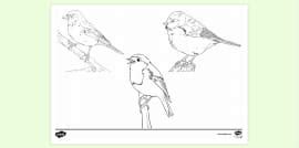 Free Printable Bird Colouring Page | Colouring Sheets