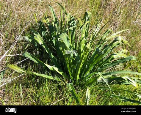 wavy-leafed soap plant (Chlorogalum pomeridianum Stock Photo - Alamy