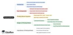 Mind Map: PDF Download