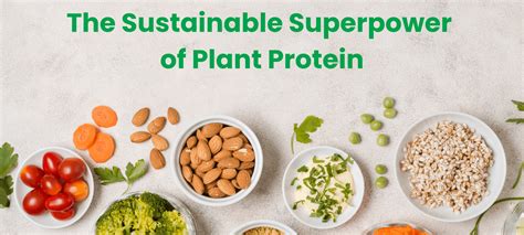 Sustainable Superpower of Plant Protein - Eco-Friendly Diet | Prolicious