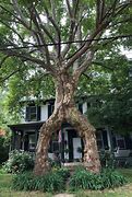 Image result for Tree Shaping Techniques