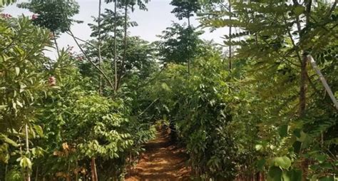 Hennagara Lake to be Transformed into Miyawaki Forest with 9500 ...