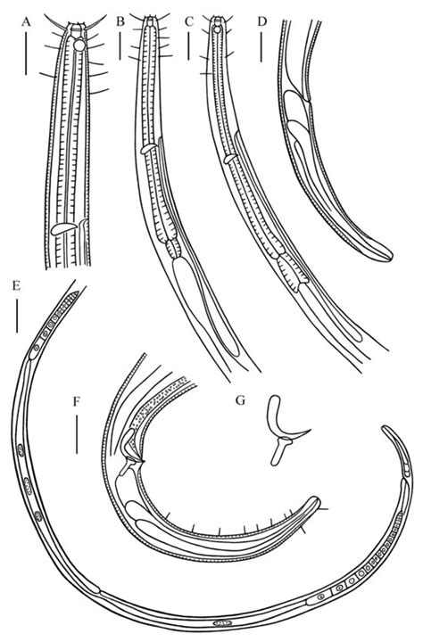 Two New Nematode Species, Desmolaimus magnus sp. nov. (Monhysterida ...