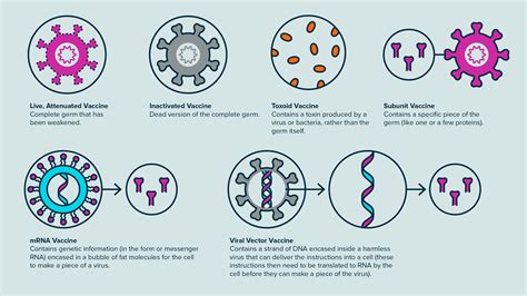 How Do Vaccines Work?