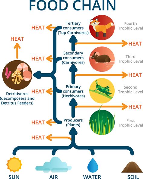 Energy flow in the ecosystem — lesson. Science CBSE, Class 10.