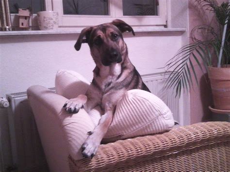 Tiere Kleinanzeigen Leipzig Anzeigenmarkt Leipzig