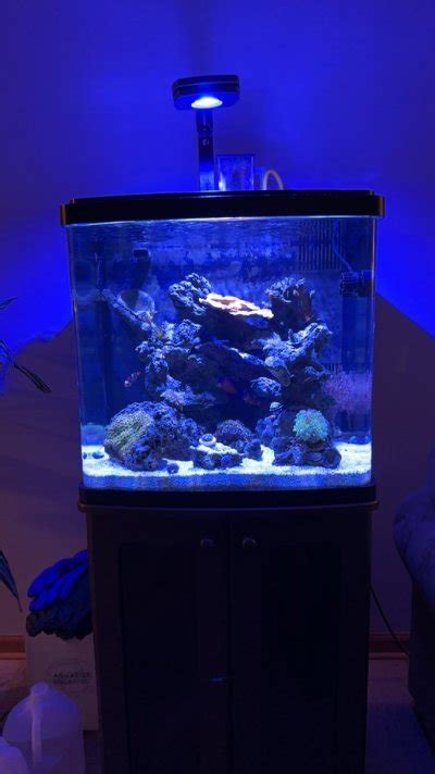 Image result for Biocube Maintenance Tips