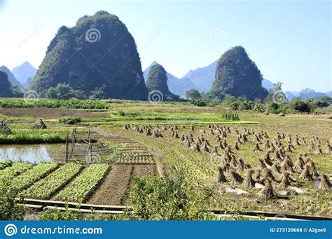 Farm Rice Fields with Karst Mountains Behind. Yangshuo, Guilin, China ...