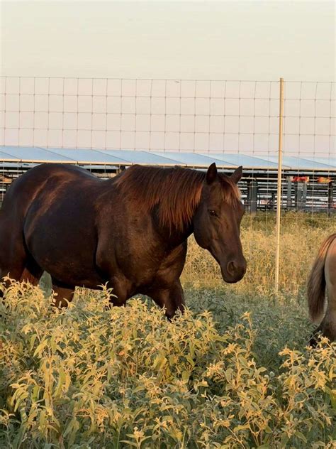 Boston Blues Baby - Solid Black APHA Mare