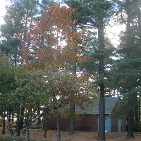 Cochituate State Park (Natick): All You Need to Know BEFORE You Go