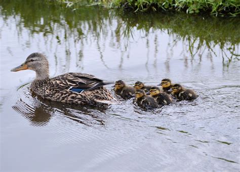 Duck With Ducklings 2 Free Stock Photo - Public Domain Pictures