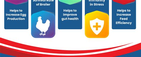 REFIT ANIMAL CARE Prebiotics and Probiotics Powder for Poultry, Chicken ...