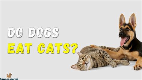 Do Dogs Eat Cats? Tips If They Do & How To Stop